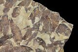 Fossil Fish (Gosiutichthys) Mortality Plate - Lake Gosiute #130060-6